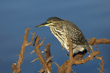 Mangrovenreiher / Green-backed heron / Butorides striatus