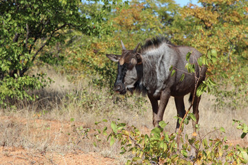 Streifengnu / Blue wildebeest / Connochaetes taurinus...