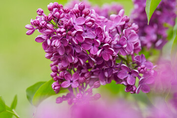 Fototapeta na wymiar beautiful lilac flowers in a spring garden
