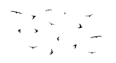 A flock of flying birds. Diverse mixed flock of different birds. Vector illustration