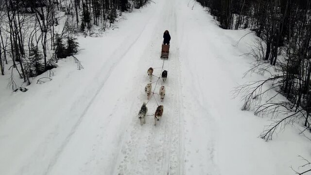 Drone Aerial view of dogsledding handler with team of trained husky dogs mountain pass, husky dog sled riding in winter forest