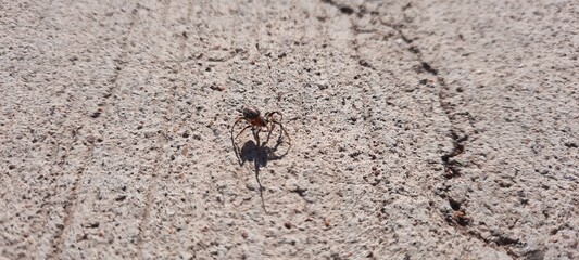 Tiny Little Spider Walking into Concrete