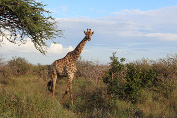 Giraffe / Giraffe / Giraffa Camelopardalis