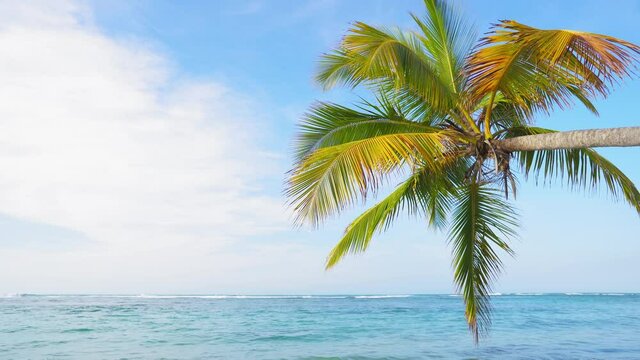 Palm tree on a sand beach off the coast of the blue Caribbean Sea.