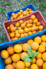 Just picked oval oranges inside boxes during harvest time in Sicily