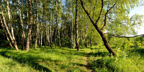 A summer walk through the forest, a beautiful panorama.