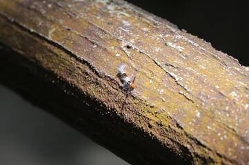 Hairy caterpillar worm in Thailand forest.