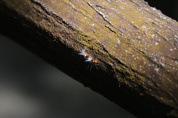 Hairy caterpillar worm in Thailand forest.