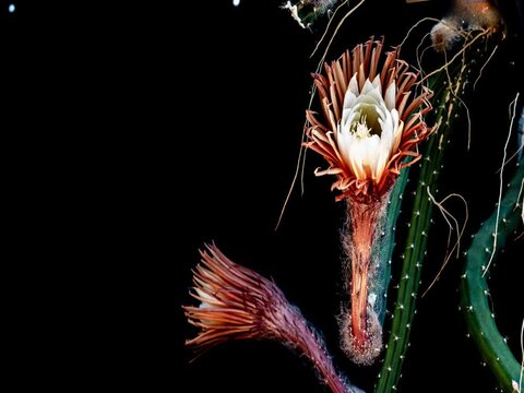 K&ouml;nigin der Nacht (Selenicereus grandiflorus) &ouml;ffnet ihre Bl&uuml;ten nur f&uuml;r eine Nacht