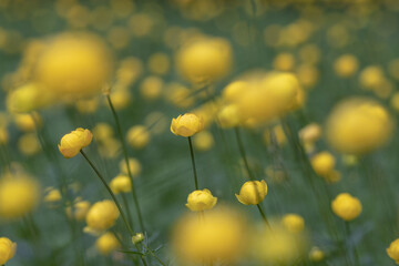 Fototapeta premium Dotterblumenpracht