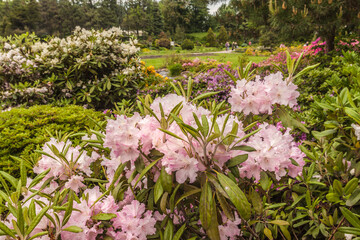 Blooming rhododendrons in May