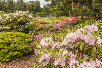 Blooming rhododendrons in May