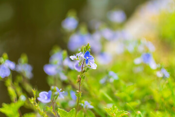 forget me not flowers