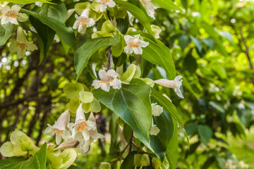 Weigela flowering (Weigela florida), family. Honeysuckle