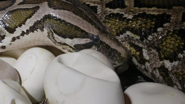 Python snake mother tending to her eggs