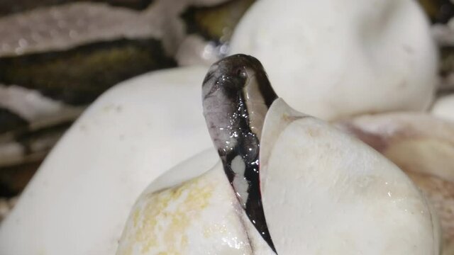 Mother snake slithering past a hatching baby in egg