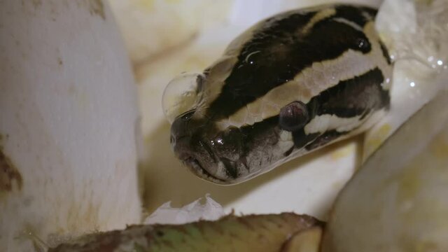 Macro close up of python snake being born