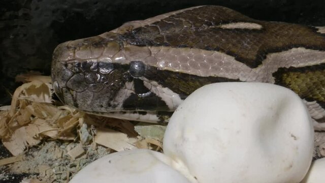 Mother python guarding her eggs