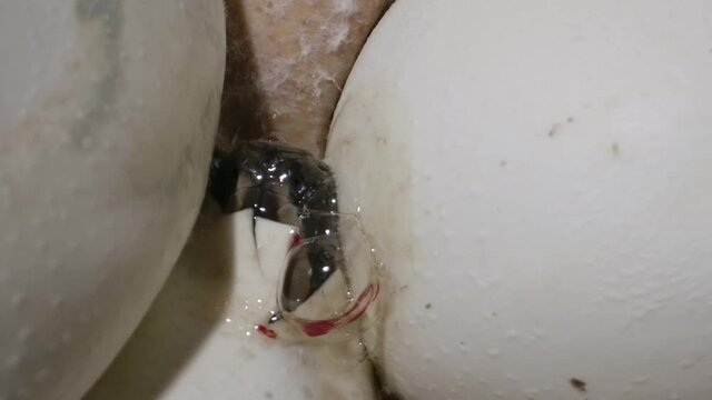 Baby python snake peeking out of an egg