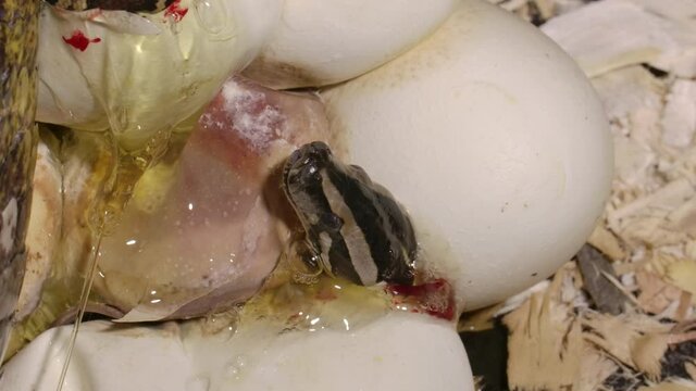 Eggs hatching baby pythons in a zoo
