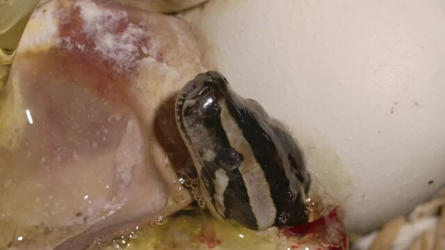 Baby python emerging from egg covered in yolk