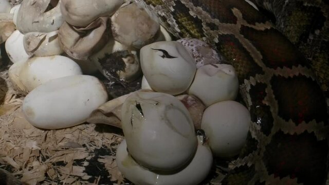 Snake slithering past clutch of hatching eggs python