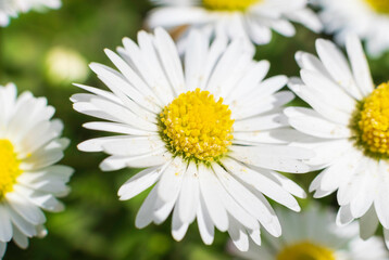 Obraz premium daisies on a green background