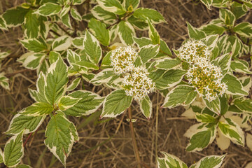 Alternateleaf dogwood 'Variegata' in bloom in a garden.