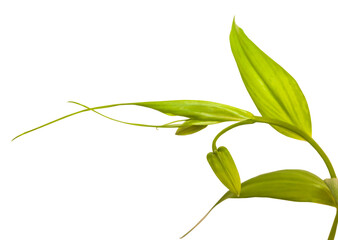 Bud Gloriosa lily on white background isolate