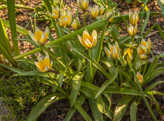 Tulips tarda ( Botanical Tulips) in spring garden