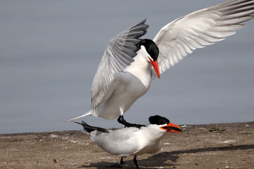 CAspian tern offering fish to mate, also gulls chasing them to take food off them before they land. Greedy ring billed gulls will steal food rather than catch their own
