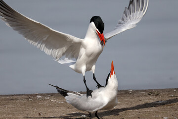 CAspian tern offering fish to mate, also gulls chasing them to take food off them before they land. Greedy ring billed gulls will steal food rather than catch their own

