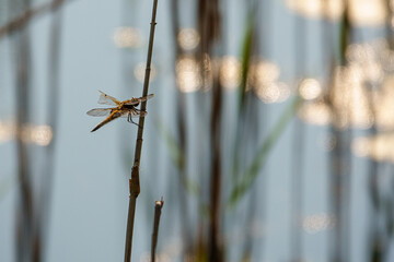  big dragonfly with a broken wing hangs on a reed