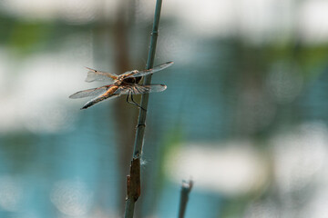  big dragonfly with a broken wing hangs on a reed