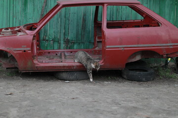 Obraz na płótnie Canvas gray lonely cat gets out of an old red car