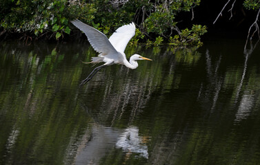A great egret flying low over a wetland lake is reflected in the water.