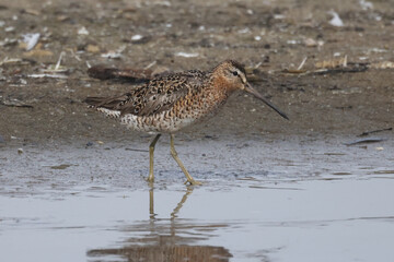 Wimbrel feeding at lake in bright sun summer day
