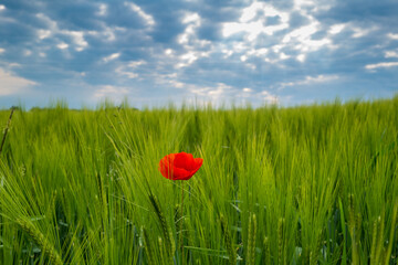 in  green corn field stands a bright poppy flower