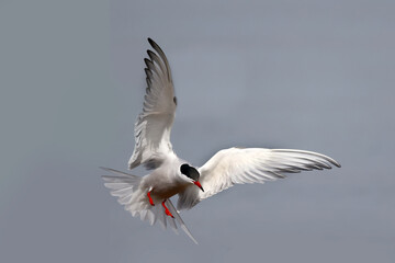 Common Tern flying and fishing