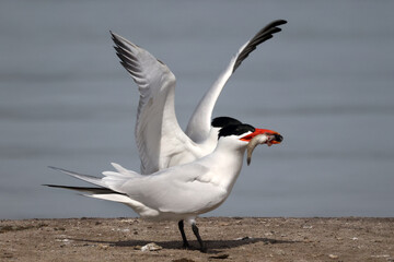 CAspian tern offering fish to mate, also gulls chasing them to take food off them before they land. Greedy ring billed gulls will steal food rather than catch their own
