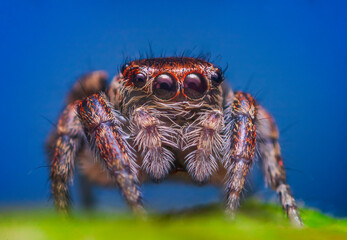 Female jumping spider Evarcha falcata close up portrait