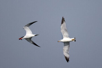 CAspian tern offering fish to mate, also gulls chasing them to take food off them before they land. Greedy ring billed gulls will steal food rather than catch their own
