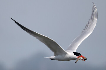 CAspian tern offering fish to mate, also gulls chasing them to take food off them before they land. Greedy ring billed gulls will steal food rather than catch their own
