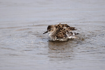 Semi Palmated Sandpipers feeding, eating, hunting for food, wading at beach and sometimes fighting nastily for  feeding spots. Feeding on an overcast and misty day in summer at the lake