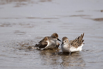 Semi Palmated Sandpipers feeding, eating, hunting for food, wading at beach and sometimes fighting nastily for  feeding spots. Feeding on an overcast and misty day in summer at the lake