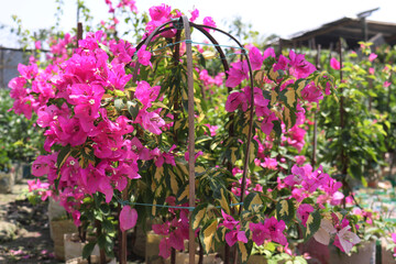 Fototapeta na wymiar Blooming pink Bougainvillea flowers in sunlight..