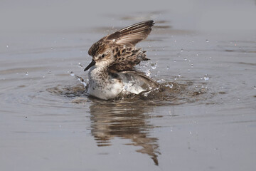 Semi Palmated Sandpipers feeding, eating, hunting for food, wading at beach and sometimes fighting nastily for  feeding spots. Feeding on an overcast and misty day in summer at the lake
