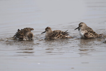 Semi Palmated Sandpipers feeding, eating, hunting for food, wading at beach and sometimes fighting nastily for  feeding spots. Feeding on an overcast and misty day in summer at the lake