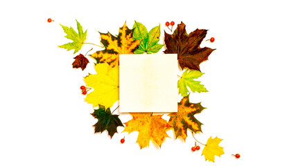 Autumn leaves fall. Dried green leaves, yellow leafs and red berries in shape frame isolated on white background with blank space for text. Creative Top view flat lay autumn composition.