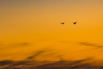 Little Egrets at Sunset